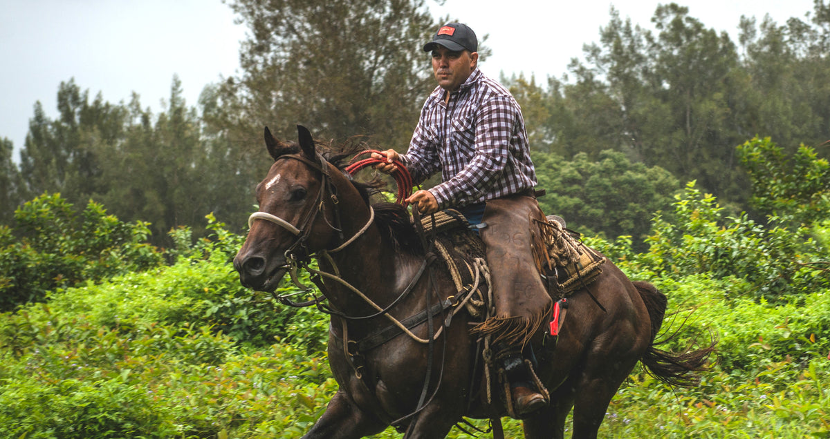 A Paniolo on horseback in a palaka shirt, riding through green upcountry pasture